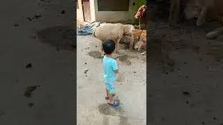 Qurbani ky Janwar