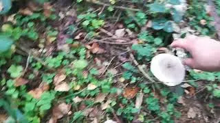 Новая дорога в новом лесу. Часть 1.