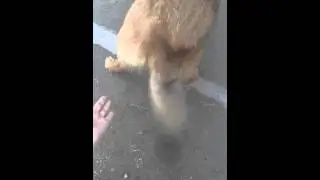 Собака самоучка))) а передние лапы,это не лапы😂