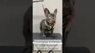 Французский бульдог Марта