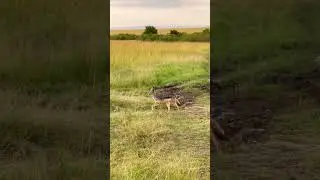 Чепра́чный 