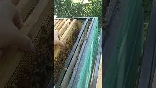Сборная отцовская воспиталка. Вывод трутней для ио. #бакфаст #bee #пчеловодство #рязань