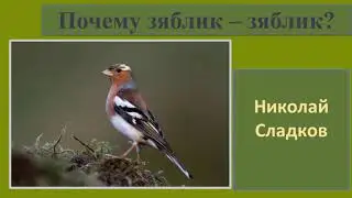 Николай Сладков 