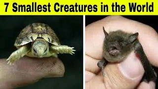7 Smallest Creatures in the world 🤏🏻