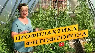 Профилактика фитофторы на томатах в теплице.