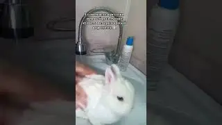 моем кролика 😂  
