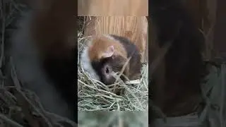 Справжній релакс ☺️🐹 #морськісвинки #guineapig #свинкишоу