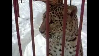 Прописал лео