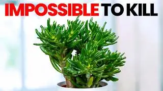 20 Impossible to Kill Plants You Should Buy in 2026
