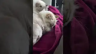 Keep posting content. #keepposting #sleepingcats