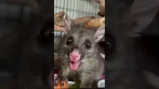 'Strawberry' the Brushtail Possum 🍓