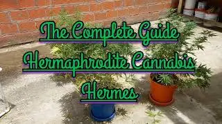 The Complete Guide To Hermaphrodite Cannabis How to Identify Male and Hermaphrodite Marijuana Plants