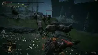 Elden Ring DLC - Everything is so Aggressive