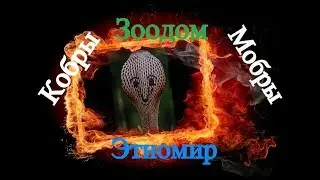 Этномир. Зоодом: Кобры-Мобры