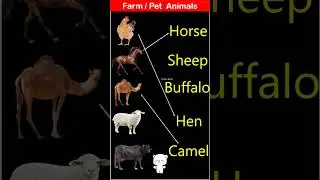 Domestic / Pet  Animals  | पालतू जानवर #animals #shortsvideo  #shorts #kritinkids