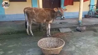 Dairy Milking Animal Sounds - Animal eBook
