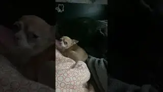 Денис заболел, Тор не отходит…