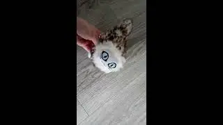 Mini kitty floppy