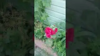 МОИ ЛЮБИМЦЫ