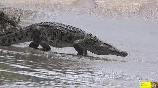 Crocodiles And Birds Fishing In Harmony On Bridge In Kruger Park