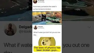 random doge meme found by random user pt41 