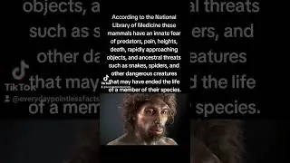 What are humans naturally afraid of? #funfacts #fact #facts #human #humans #fear #snake #spider