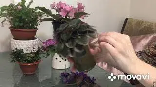 Рутина с ФИАЛКАМИ. Переукореняю на фитиле, омоложение, пасынки, цветоносы.