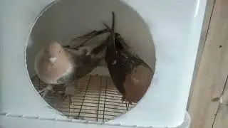 Сделал новое гнездо на пробу