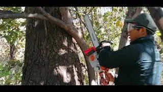 Podé un árbol con Motosierra, 😟Termina MAL! NO COMETA EL MISMO ERROR QUE YO!