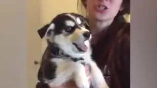 IL MONDO DEI CANI