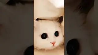 Funny cats 😂 episode 29 #shorts