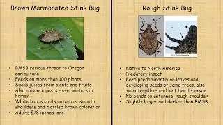 Invasive Pests and Look-alikes with OSU Master Gardeners
