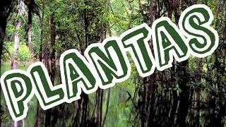Plants - Bryophytes, Pteridophytes, Gymnosperms and Angiosperms
