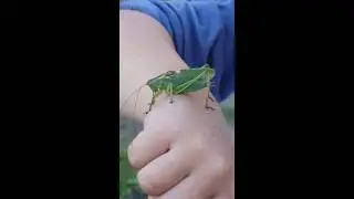 Пропал кузнечик!!! побег кузнечика...  как это было. Лето, отдых.