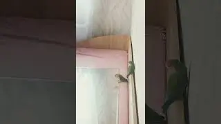 ПАРА КРАСАВЕЦ