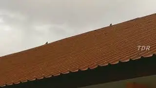 Perkutut lokal bayak di kota