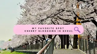 My Favorite spot | Cherry Blossoms in Seoul | Spring in Korea