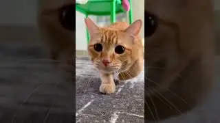 Cat and kitten. Sound on #cat #cuteecats #cutecat #funny #catcute #cutespets #kittypets #cuteanimal