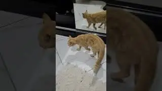 Astolfo conhecendo a casa. Será que ele vai morar aqui?