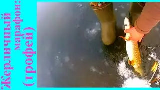 Трофейная щука.