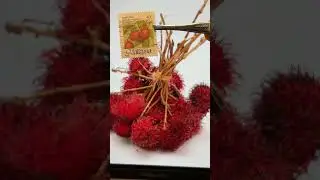 🍎 Fruit Stamps Day 3 - Rambutan - Malaysia 🇲🇾 #philately #stamps