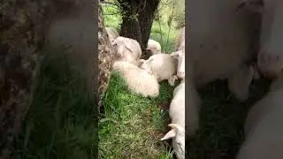 Koyunlar 🐑🐏
