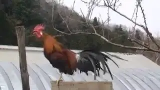 Cock Siren