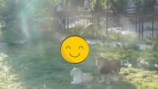 Утренняя песня зверей из Тайгана