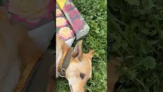 Сажать розы в этом году буду также как и в прошлом🌹