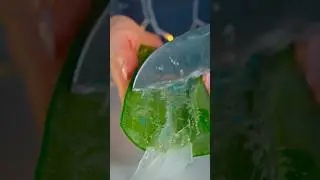 ASMR What Does The Pulp of an Aloe Leaf Sound Like? Satisfying Aloe Vera Cutting! 