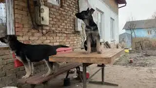 Щенки овчарки ВЕО залезли на стол в ожидание еды 🍖