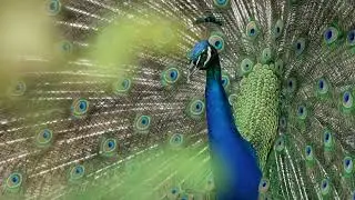Sony FX6 Sample Footage | 1080P 60 FPS S&Q | Peacock