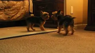 Yorkie Mirror Circus