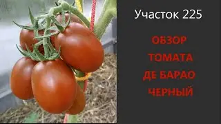 Tomato De Barao black. Unpretentious, productive, beautiful!